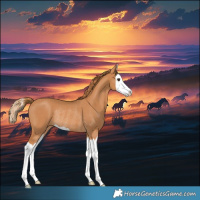 Horse Color:Chestnut Splash Rabicano 