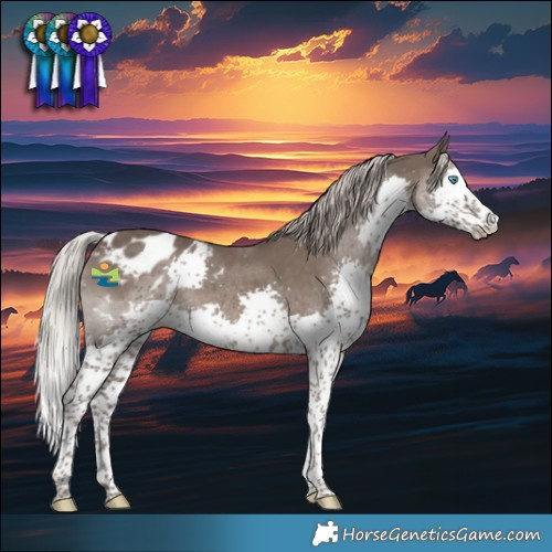Horse Color:Silver Black Splash Appaloosa 