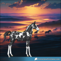 Horse Color:White Spotted Black Splash 