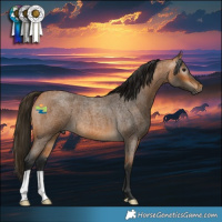 Horse Color:Gray Buckskin Roan 
