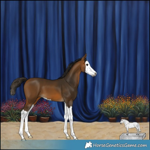 Horse Color:Gray Buckskin Splash 