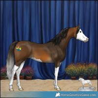 Horse Color:Gray Buckskin Splash 