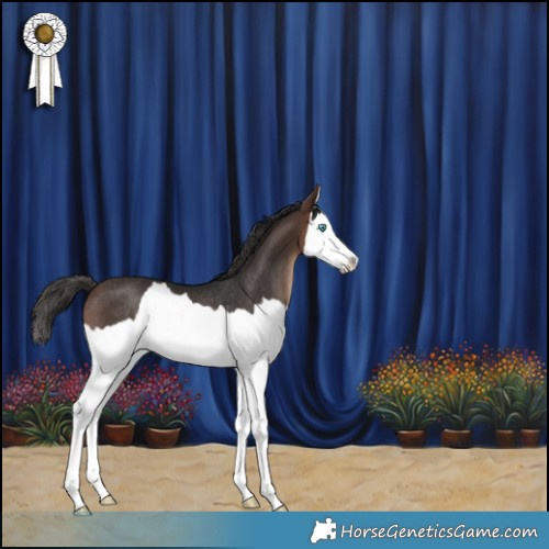 Horse Color:Brown Splash Rabicano 