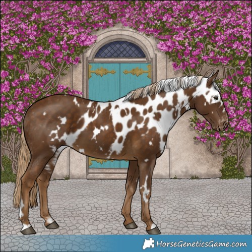 Horse Color:White Spotted Chocolate Palomino Skewed Appaloosa 