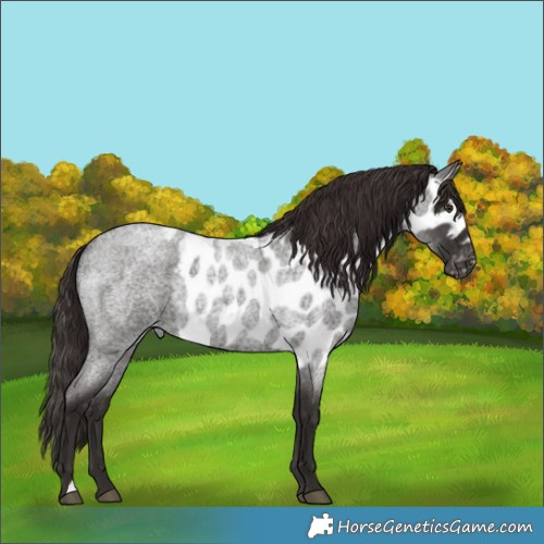 Horse Color:Liver Red Roan Skewed Appaloosa 