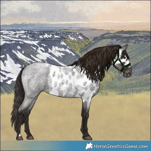Horse Color:Liver Red Roan Skewed Appaloosa