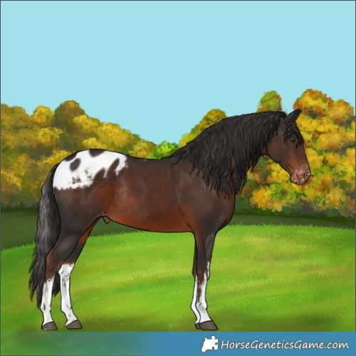 Horse Color:White Spotted Liver Chestnut Skewed Appaloosa Rabicano