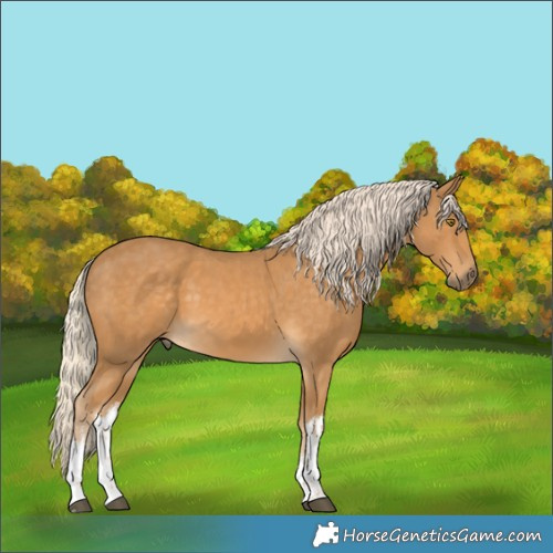 Horse Color:White Spotted Palomino