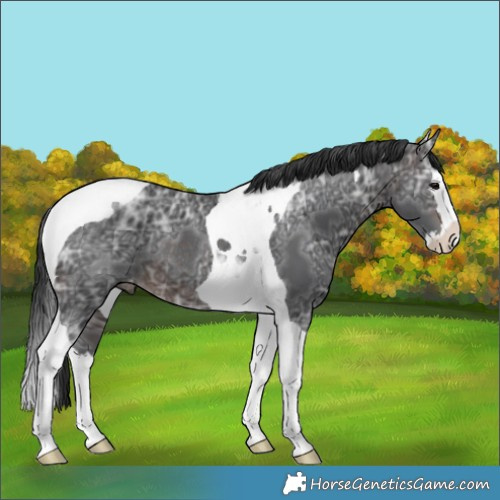 Horse Color:Brown Ice Splash Tobiano Appaloosa Rabicano