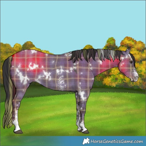 Horse Color:Plaid  White Spotted Liver Red Dun Sabino 