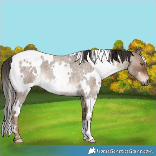 Horse Color:White Spotted Liver Red Dun Roan