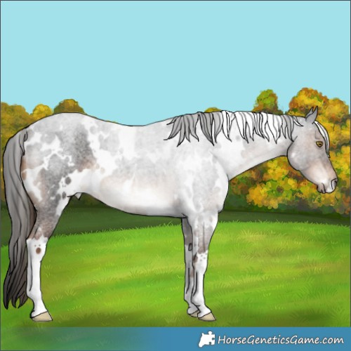 Horse Color:White Spotted Liver Red Roan