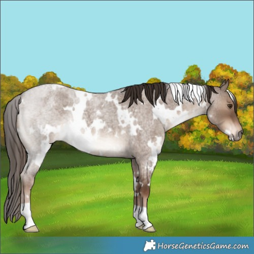 Horse Color:White Spotted Liver Red Dun Roan