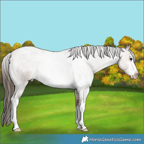 Horse Color:White Spotted Liver Red Dun Roan 