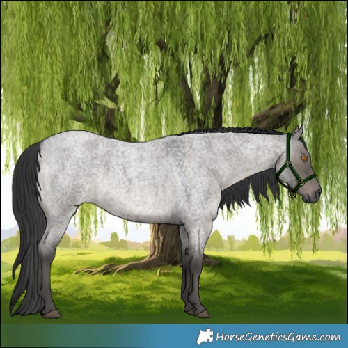 Horse Color:Grullo Roan
