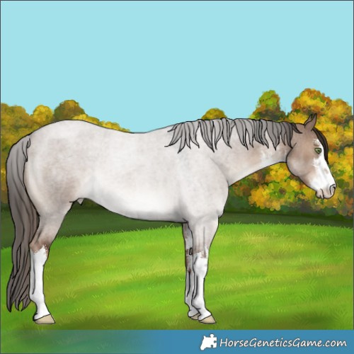 Horse Color:White Spotted Liver Red Dun Roan