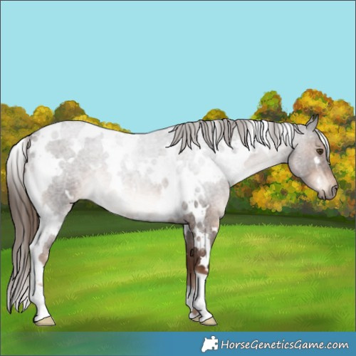 Horse Color:White Spotted Liver Red Roan
