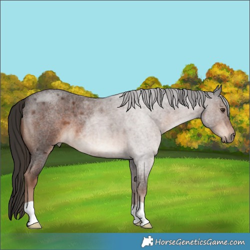 Horse Color:Liver Red Roan