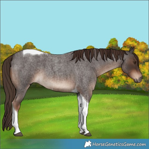 Horse Color:Liver Red Roan Tobiano