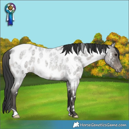 Horse Color:White Spotted Blue Roan Near Leopard