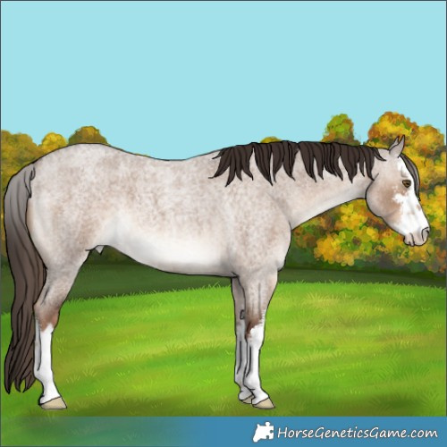 Horse Color:White Spotted Liver Red Dun Roan