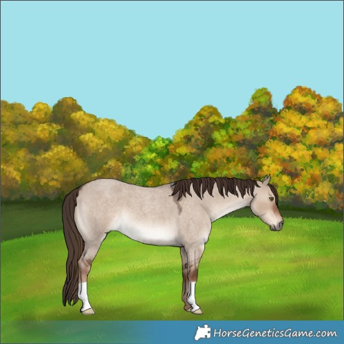 Horse Color:Liver Red Dun Roan 