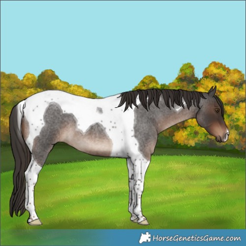 Horse Color:Liver Red Roan Tobiano
