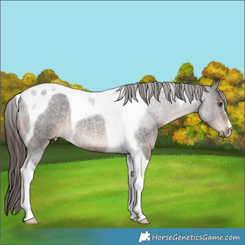 Horse Color:Liver Red Roan Tobiano Rabicano
