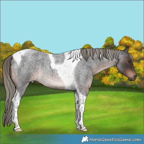 Horse Color:Liver Red Roan Mushroom Tobiano Rabicano