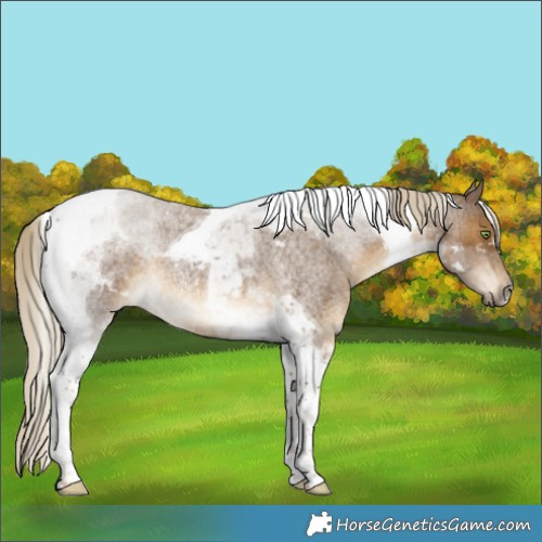 Horse Color:Chocolate Palomino Roan Tobiano