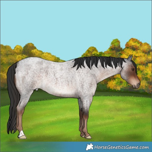 Horse Color:Liver Red Roan