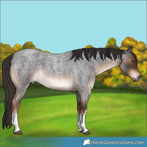 Horse Color:White Spotted Liver Red Roan 