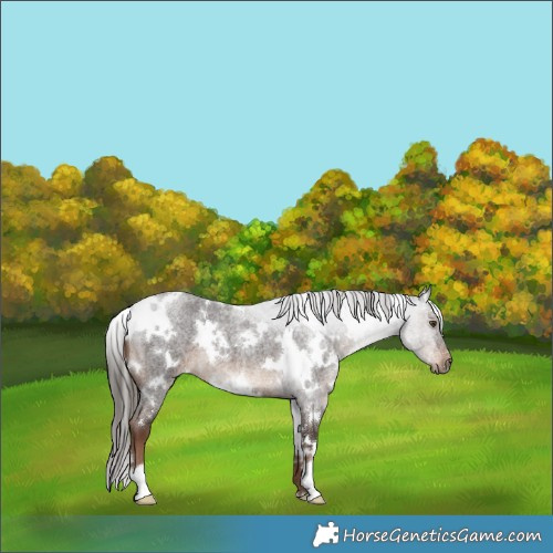 Horse Color:White Spotted Liver Red Roan