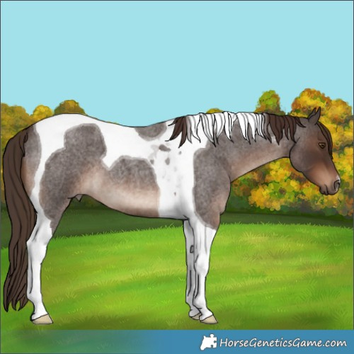 Horse Color:Liver Red Roan Tobiano 