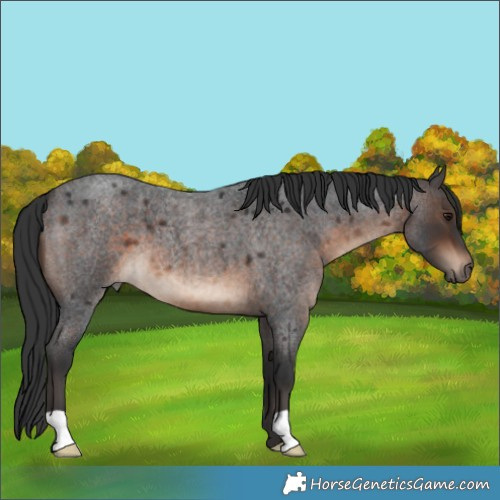 Horse Color:Brown Roan