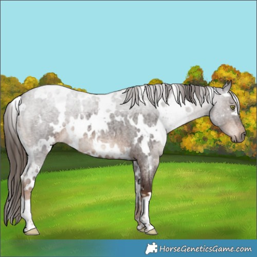 Horse Color:White Spotted Liver Red Roan