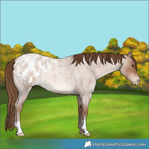 Horse Color:Brown Roan Pearl Appaloosa