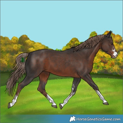 Horse Color:Liver Chestnut Sabino 