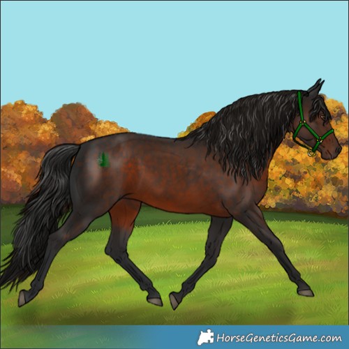 Horse Color:White Spotted Liver Chestnut