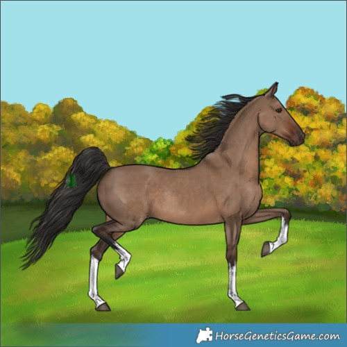Horse Color:White Spotted Liver Red Dun Rabicano 