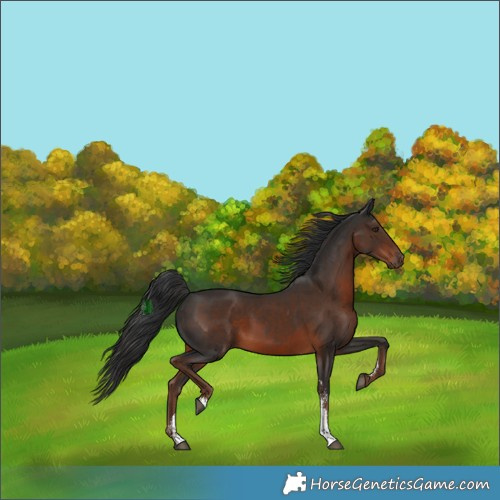 Horse Color:Liver Chestnut Sabino