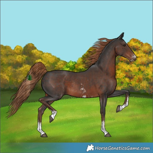 Horse Color:Liver Chestnut Sabino Rabicano