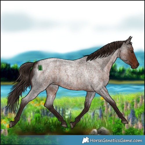 Horse Color:White Spotted Liver Red Roan 