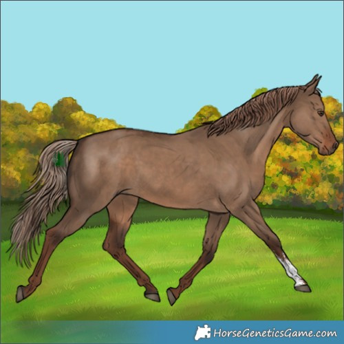 Horse Color:Liver Red Dun Sabino 