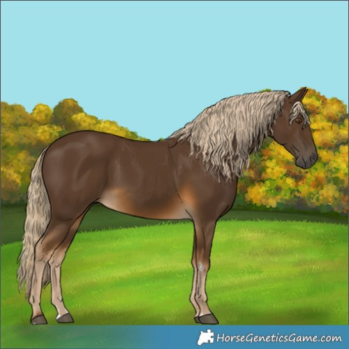 Horse Color:Chocolate Palomino 