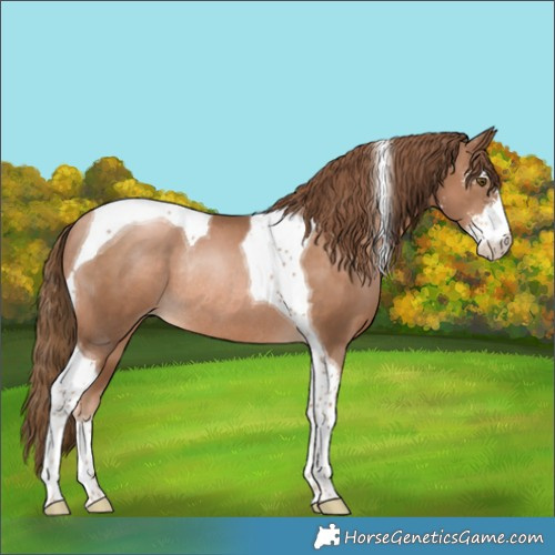 Horse Color:Liver Chestnut Pearl Sabino Tobiano Rabicano