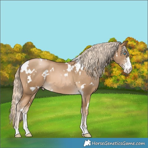Horse Color:White Spotted Chocolate Palomino Pearl Sabino 