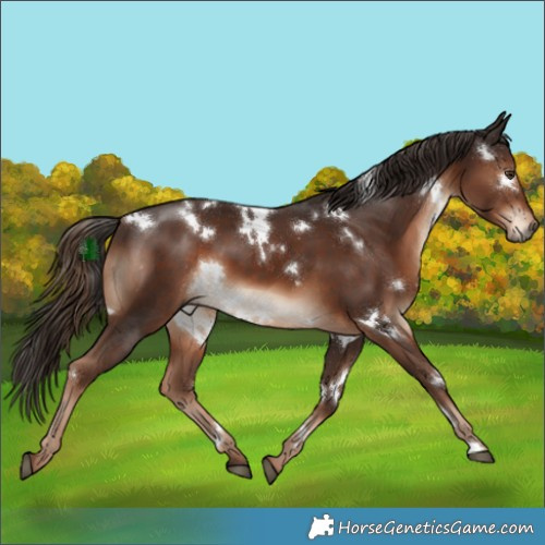 Horse Color:White Spotted Liver Chestnut