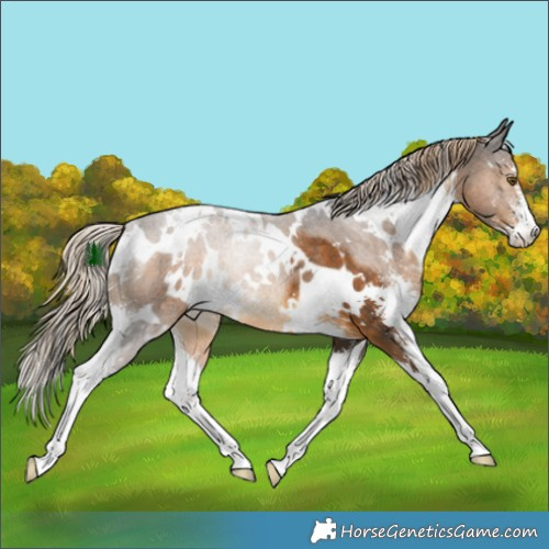 Horse Color:White Spotted Chocolate Palomino Sabino Rabicano 