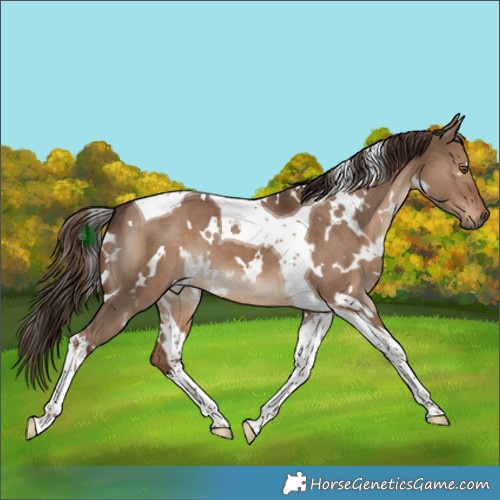 Horse Color:White Spotted Liver Red Dun Tobiano